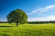 Landscape in summer with trees and sunny meadow