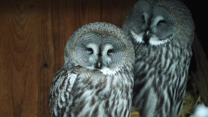 Video of Great grey owl