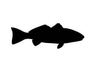 Red Drum Fish silhouette vector art white background