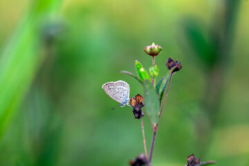 Wall Mural - Beautiful Butterfly in Nature Place