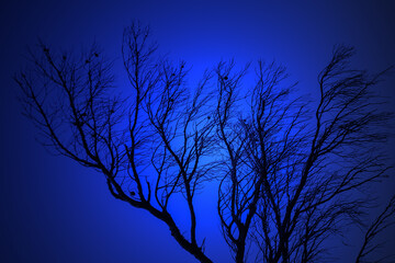 Leafless tree branches silhouette. Black and blue. Natural tree branches silhouette on a blue background. Darkness. Trees silhouettes on blue. Nature background. Leafless tree branches