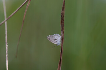 Wall Mural - Beautiful Butterfly in Nature Place