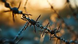 Fototapeta  - Barbed wire. Steel fencing wire constructed with sharp edges or points arranged at intervals along the strands. Barb wire

