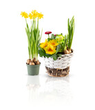 Fototapeta Tulipany - Set of blooming flowers in pots cut out isolated transparent background