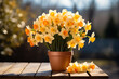Beautiful still life yellow spring Daffodils in a pot on a wooden table in the sun's rays and green plants in the background
