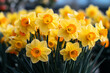 Beautiful yellow spring Daffodil flowers in the field in the sun's rays close up nature background