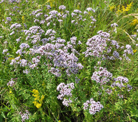 Poster - Summer flowering Origanum vulgare