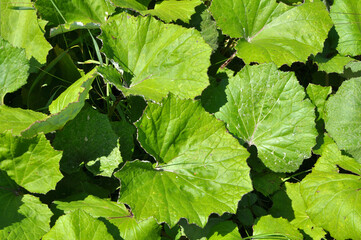 Poster - Tussilago farfara grows in nature