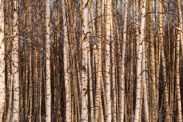 Wall Mural - Sunny birch wood. Tree trunks texture