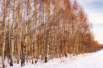 Poster - Birch wood at sunny frosty winter morning