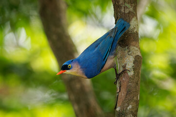 Wall Mural - Velvet-fronted Nuthatch - Sitta frontalis small blue passerine bird with red beak in Sittidae, southern Asia from Nepal, India, Sri Lanka ‍and Bangladesh to China and Indonesia, acrobat on the tree