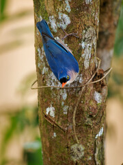 Wall Mural - Velvet-fronted Nuthatch - Sitta frontalis small blue passerine bird with red beak in Sittidae, southern Asia from Nepal, India, Sri Lanka ‍and Bangladesh to China and Indonesia, acrobat on the tree