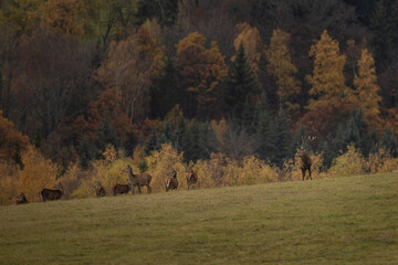 Wall Mural - Red deer during rutting time. Male of deer on the meadow. Herd of deers in the Mountains. 