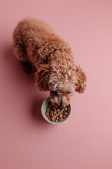 Wall Mural - funny brown curly haired maltipoo dog eats dry food from a bowl
