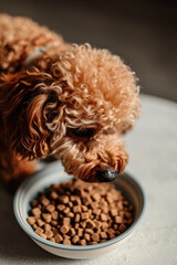 Wall Mural - funny brown curly haired maltipoo dog eats dry food from a bowl