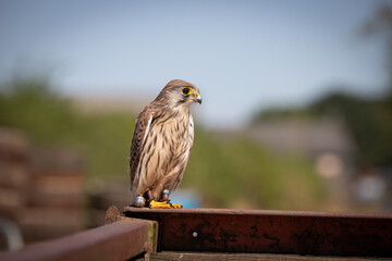 Wall Mural - Kestrel 