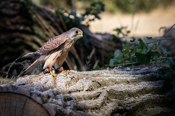 Canvas Print - Kestrel 