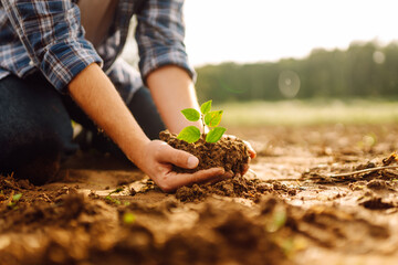 a man holds a green plant in his hands. in the palms of the farmer they sprout on fertile soil. agri