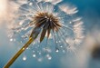 Beautiful dew drops on a dandelion seed macro Beautiful blue background Large golden dew drops on