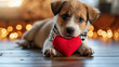 Cute Jack Russel terrier puppy hug his fluffy heart toy