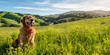 Beautiful dog golden retriever labrador sits in the grass