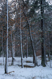 Fototapeta Na ścianę - A Norwegian woodland after a snow storm.