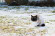 a frozen Siamese cat sits on a snowy lawn