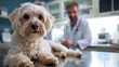 Maltese bichon dog lying on a table in a veterinary clinic. Poodle puppy and male vet doctor in a cabinet