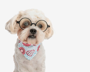 Wall Mural - head of old bichon wearing eyeglasses