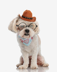 Wall Mural - curious bichon wearing cowboy hat looking down to side