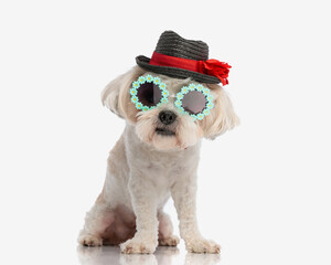 Wall Mural - cute shih tzu with sunglasses and hat sitting