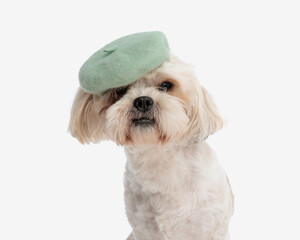 Wall Mural - close up of cute shih tzu wearing french hat