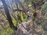 Fototapeta Góry - Beautiful forest hiking trail, annapurna conservation area Nepal