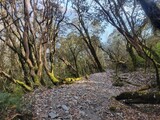 Fototapeta Góry - tree in the forest