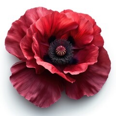 Canvas Print - A red poppy flower on a white surface