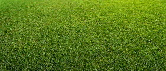 Poster - green grass texture - well-groomed turf in the garden or in soccer stadium.