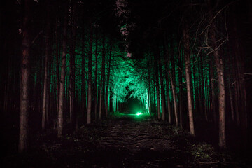 Wall Mural - magical lights sparkling in mysterious forest at night. Nightmare pine forest.