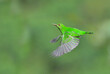 Green honeycreeper (Chlorophanes spiza) female flying, Laguna del lagarto Eco Lodge, Boca Tapada, Alajuela, Costa Rica.