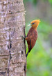 Chestnut-colored woodpecker (Celeus castaneus) female on tree trunk, Laguna del Lagarto Eco Lodge, Boca Tapada, Alajuela, Costa Rica.