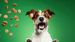 Funny dog with falling cookies on green background. Jack Russell Terrier. Power concept. Funny dog with falling cookies on green background. Dog food advertisement.