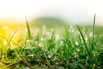 Sticker - Spring grass with bokeh