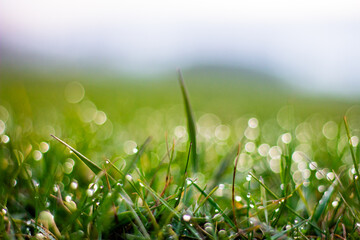 Wall Mural - Spring grass with bokeh