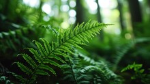  A Close Up Of A Fern Leaf In The Middle Of A Forest With Trees In The Back Ground And Sunlight Shining Through The Leaves.