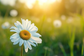 Wall Mural - Single daisy in a meadow under the sun Natural beauty