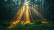 Rayos De Sol En Medio Del Bosque
