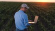 Mature farmer inputs information about corn plantation condition in laptop on country field. Farmer controls corn plantation with laptop at sunset. Agronomist types on laptop checking corn plantation