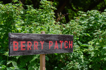wooden post berry patch sign among raspberry bushes