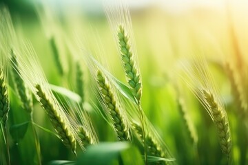 Wall Mural - Close-up of young green wheat in a field during spring/summer, with room for text. Agricultural setting.