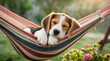 Cute puppy sleeping in hammock on the beach at sunset.