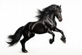 Fototapeta Konie - Black Andalusian horse standing on white background